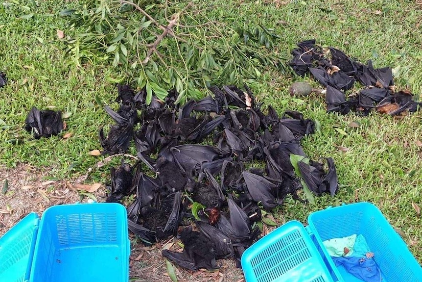 The bodies of flying foxes on the ground after they died from heatstroke