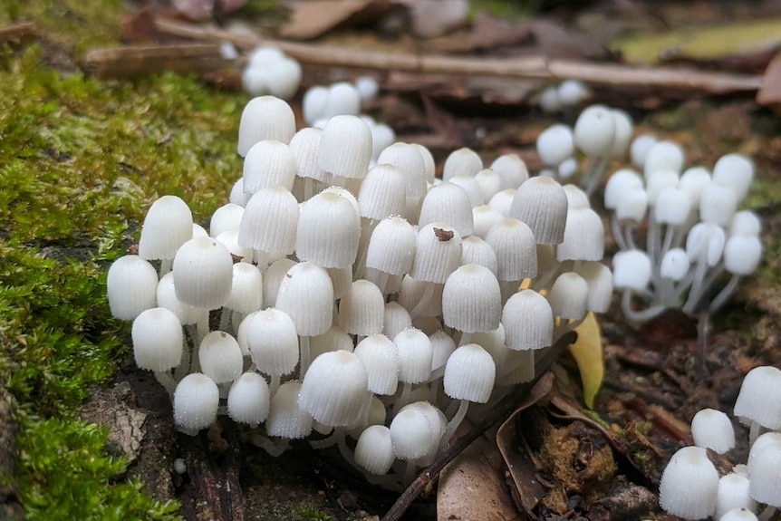 A cluster of small white dome-topped mushrooms.