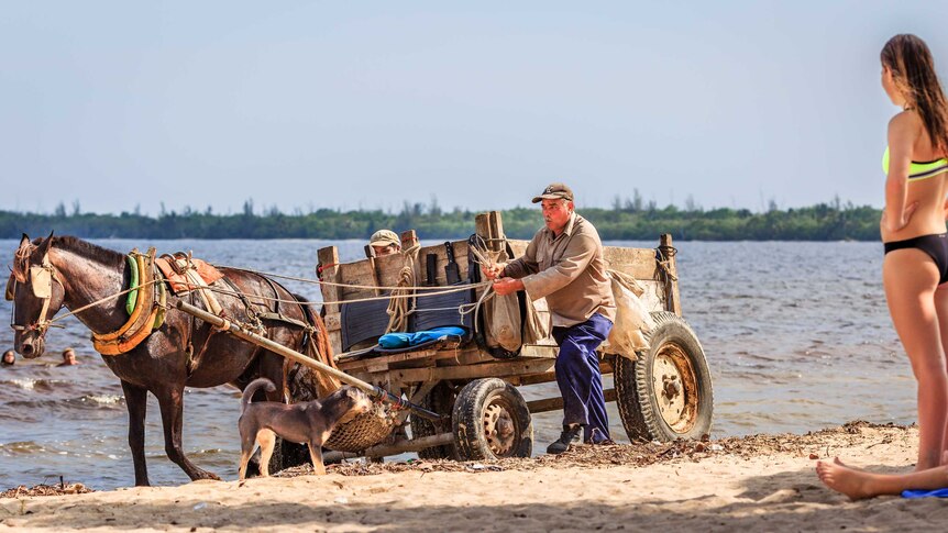 An old man walks beside and drives a horse-drawn carriage along a shoreline as a you tourist in swimwear looks on.