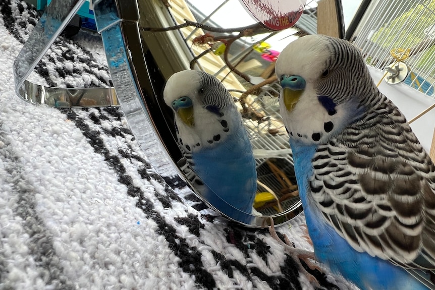 A close up of a blue budgie looking at the camera, with a reflection in the mirror behind him.