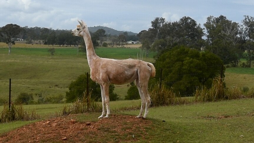 A freshly shorn alpaca stands out in the middle of a paddock.