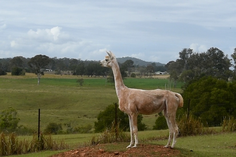 A freshly shorn alpaca stands out in the middle of a paddock.