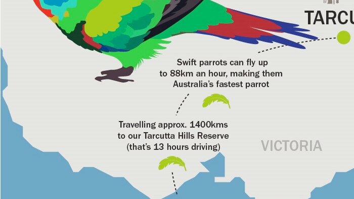 A map showing where swift parrots breed in Tasmania, then migrate to New South Wales