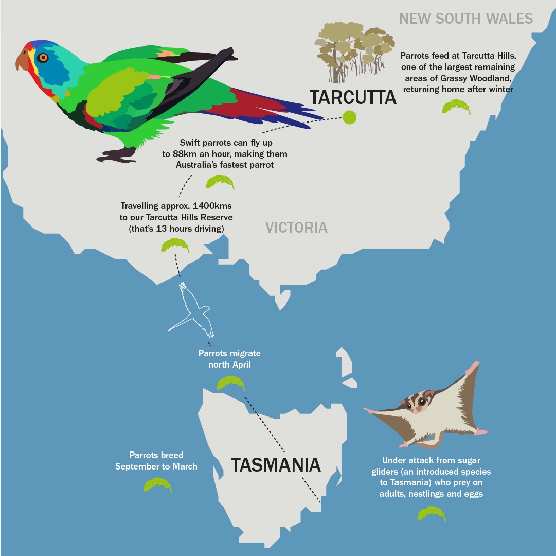 A map showing where swift parrots breed in Tasmania, then migrate to New South Wales