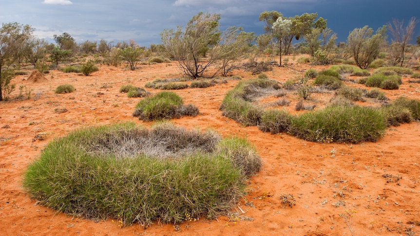 Spinifex grass grows in rings. Scientists now think they know why