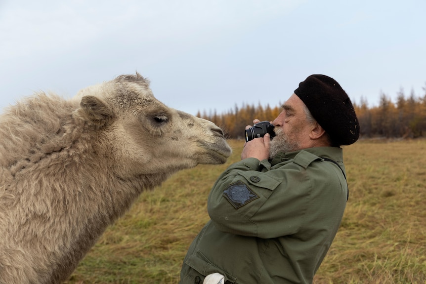 a side angle of sergey zimov as he leans back as a camel comes close to him and his camera 