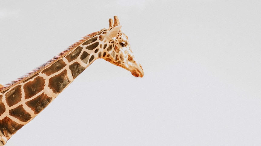 The top half of a giraffe