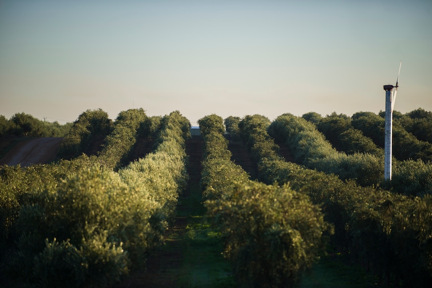 Light shining on olive trees in rows.