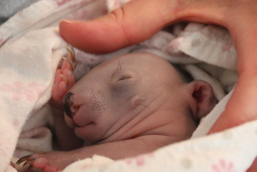 A baby wombat, with hair tufts and long claws, wrapped in a blanket.
