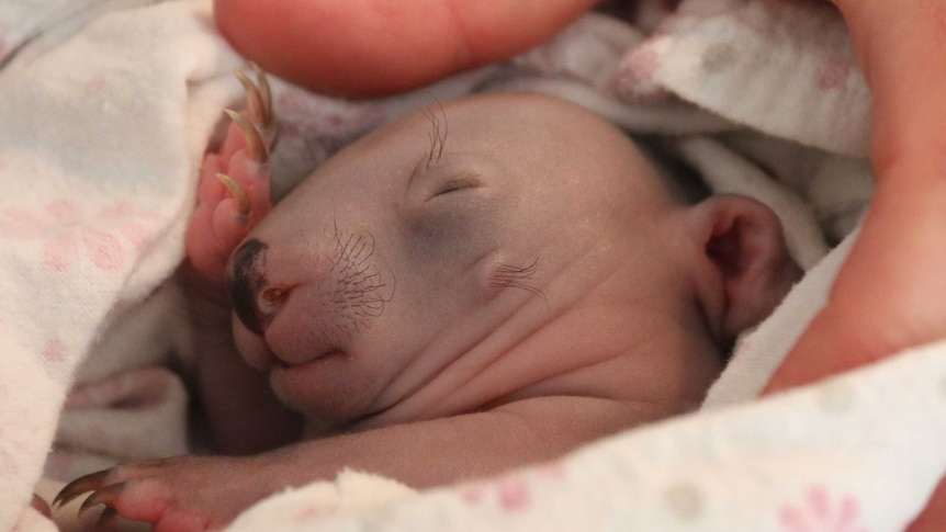 A baby wombat, with hair tufts and long claws, wrapped in a blanket.
