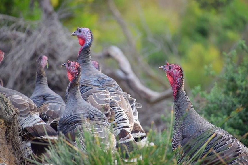 Three turkeys on King Island