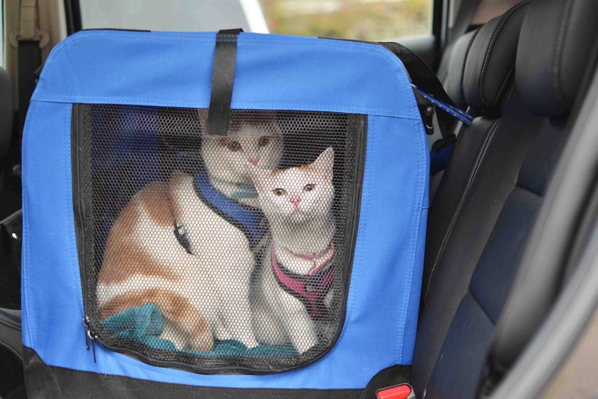 Lumos and Noxie in their carrier in the car