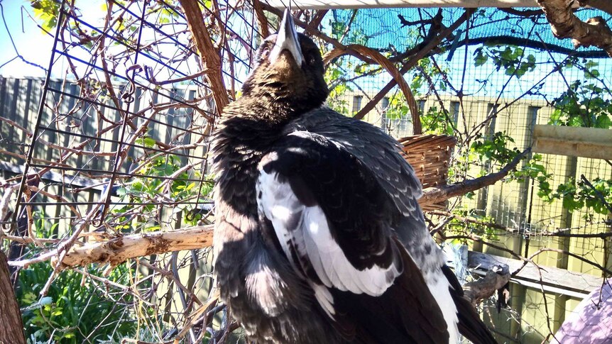 A magpie stands on a branch inside an enclosure.