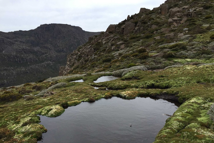 Mount Field National Park