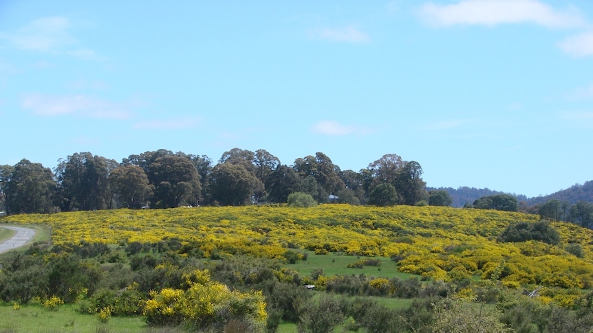 A large area of the weed gorse at Bronte Park in Tasmania's Southern Highlands