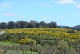 A large area of the weed gorse at Bronte Park in Tasmania's Southern Highlands