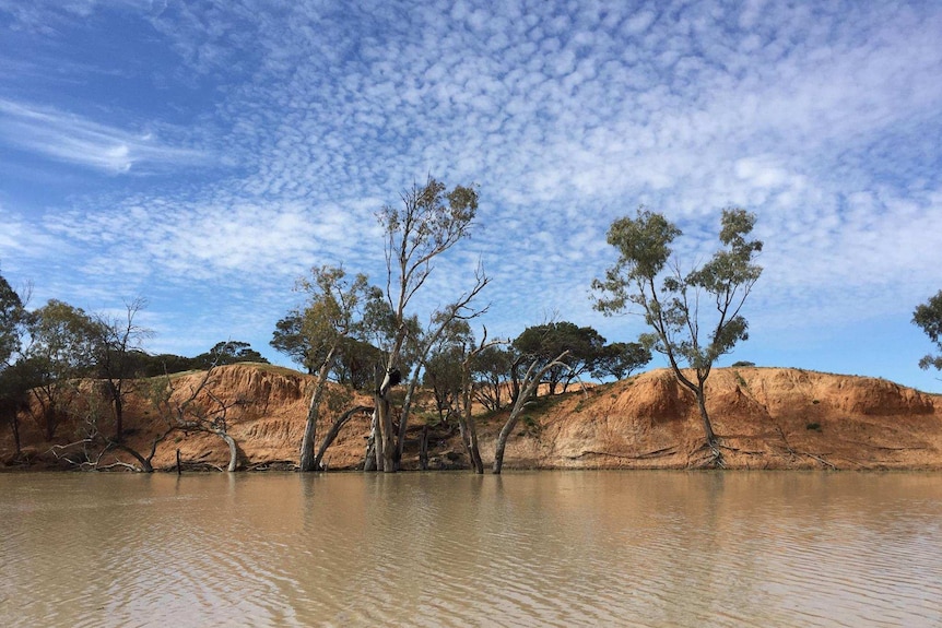 Trees stand in a river with red rock behind them and a blue sky