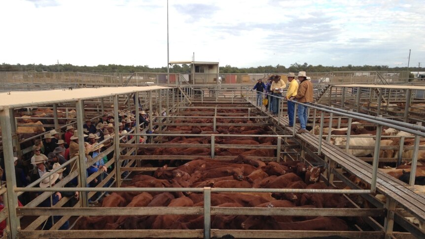 Santa Gertrudis cattle being sold at the Roma Saleyards