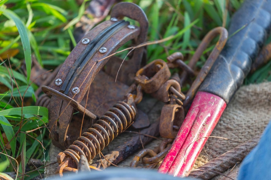 A rusty fox trap with protective pads