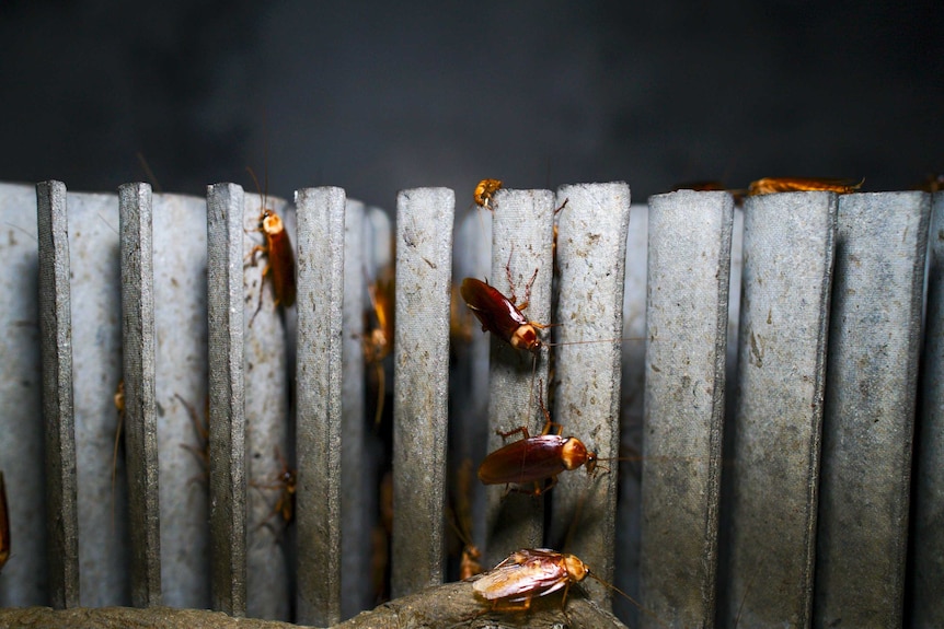 Kakerlaken kriechen auf allen Reihen von Betonplatten