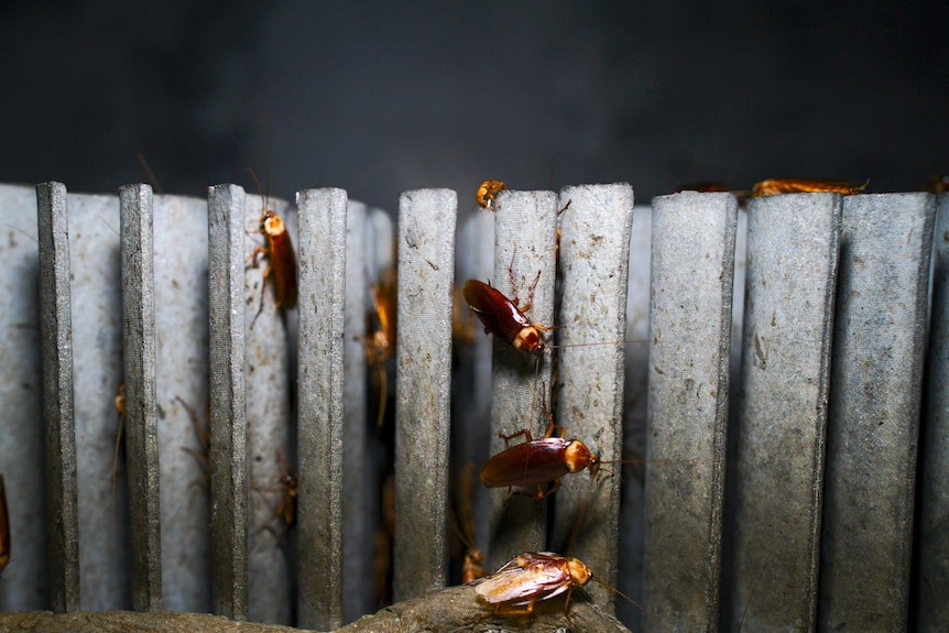 Cockroaches crawling all over rows of concrete sheeting