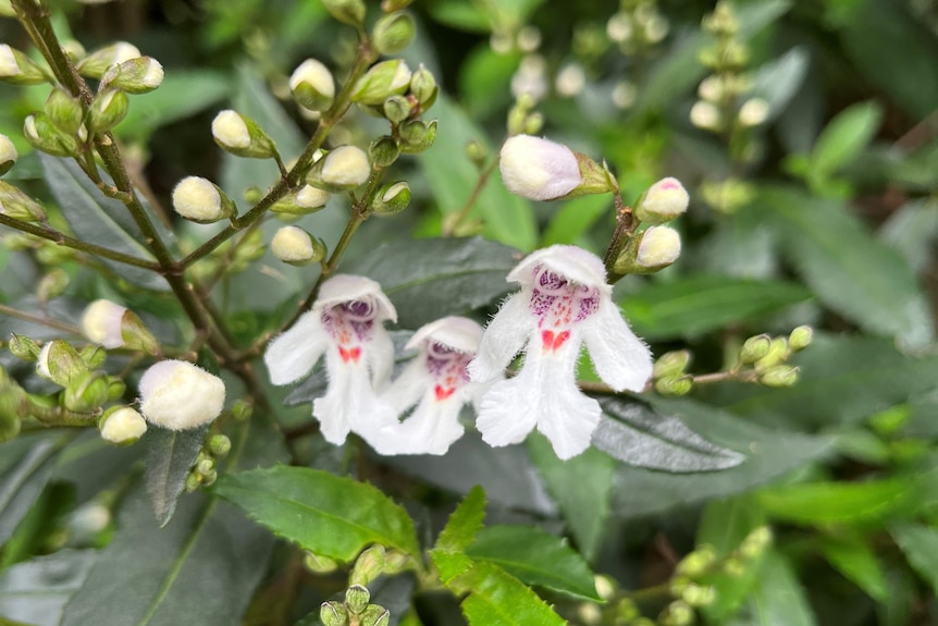 A bunch of white and pink flowers are seen on a green shrub.