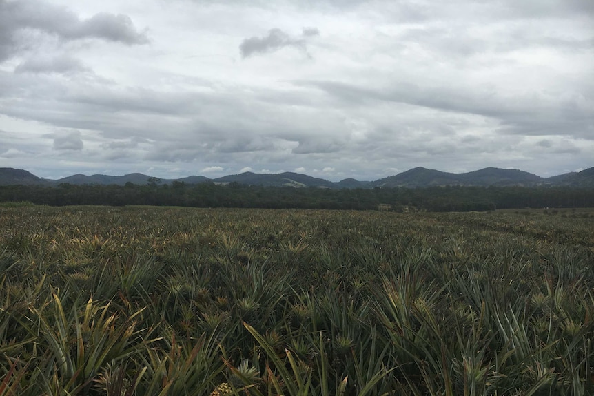 Field of pineapples ready for harvest