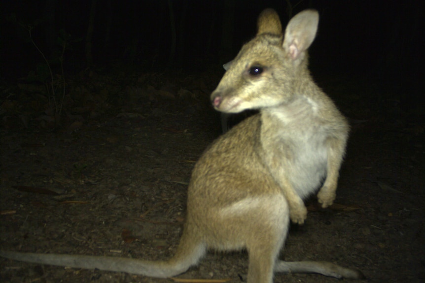 A wildlife camera still of an agile wallaby hopping through at night