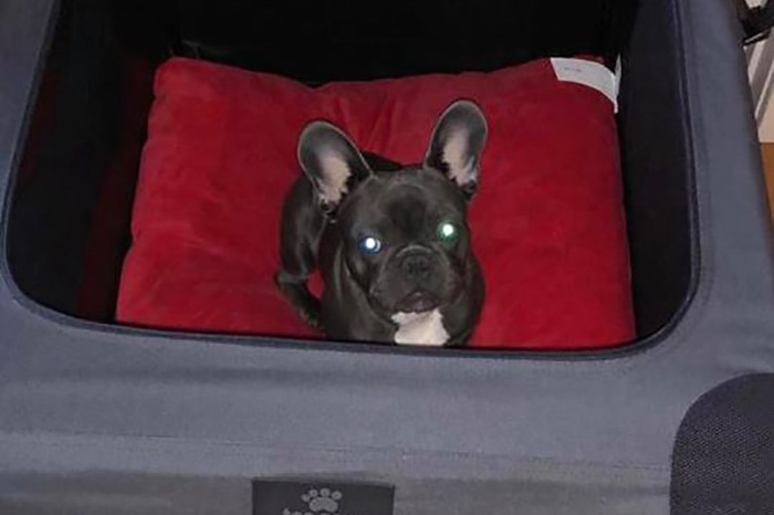 French bulldog Kobe sits in his carry bag.