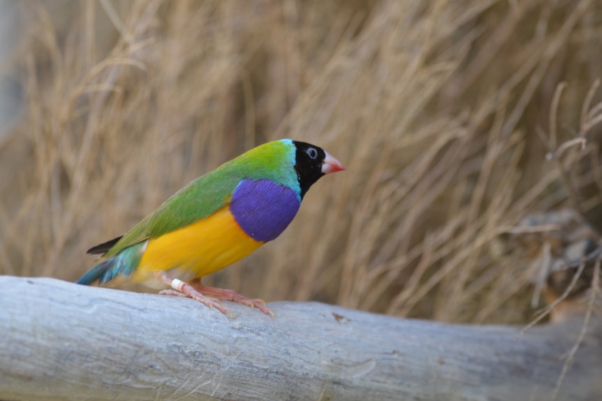 Small, colourful bird with purple breast, yellow belly, black face and green back.