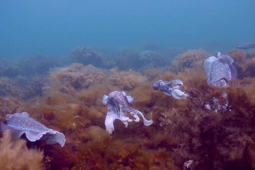 Five cuttlefish in the waters off Port Lowly.