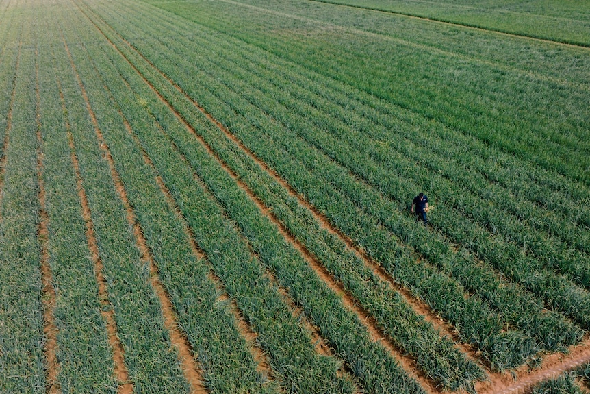 birds eye view of field of onions, green shoots along rows spread far, a person wears dark clothes, looking very small
