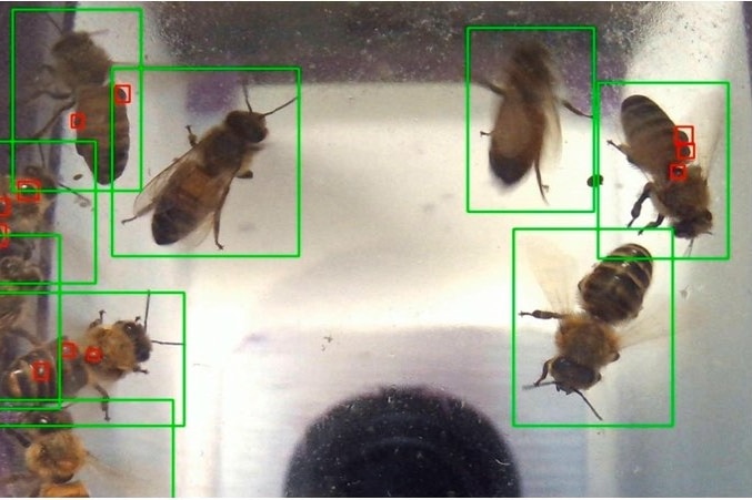 Nine bees are individually surrounded by green lines and varroa mite detections are highlighted by the red boxes.