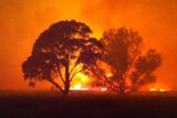 A bush fire threatens trees near Whiteheads Creek, in central Victoria, December 8, 2012.