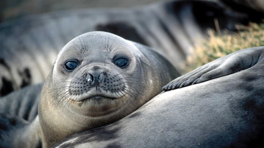 Southern elephant seal pup