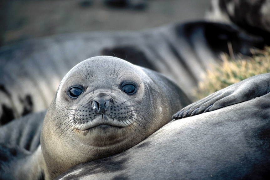 Southern elephant seal pup