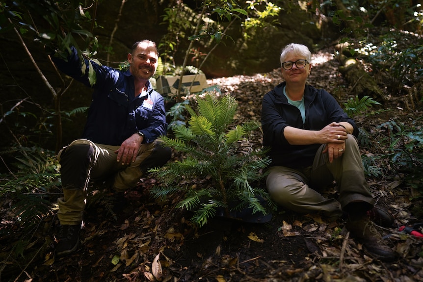 Man and woman sitting next to a small Wollemi Pine.