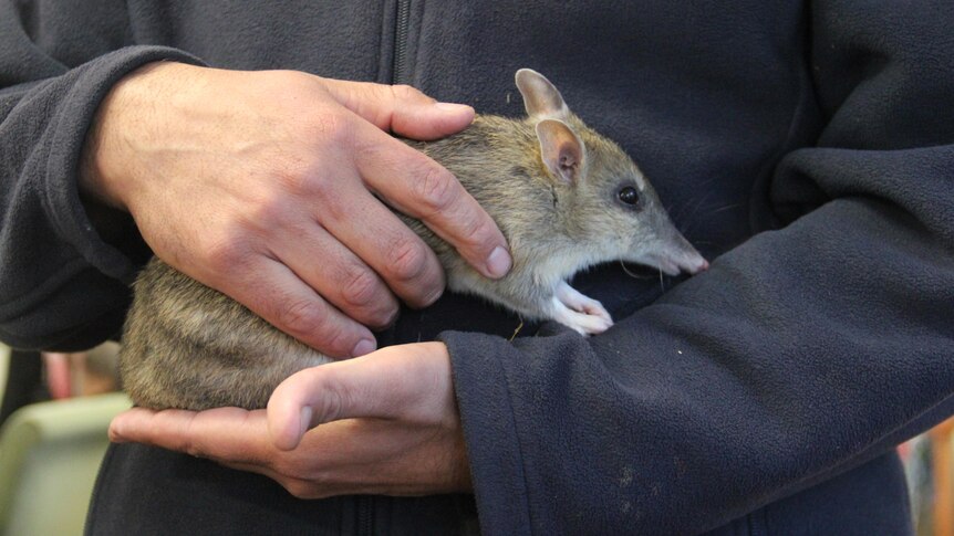 A bandicoot with a striped back in someone's hands, held against their chest.