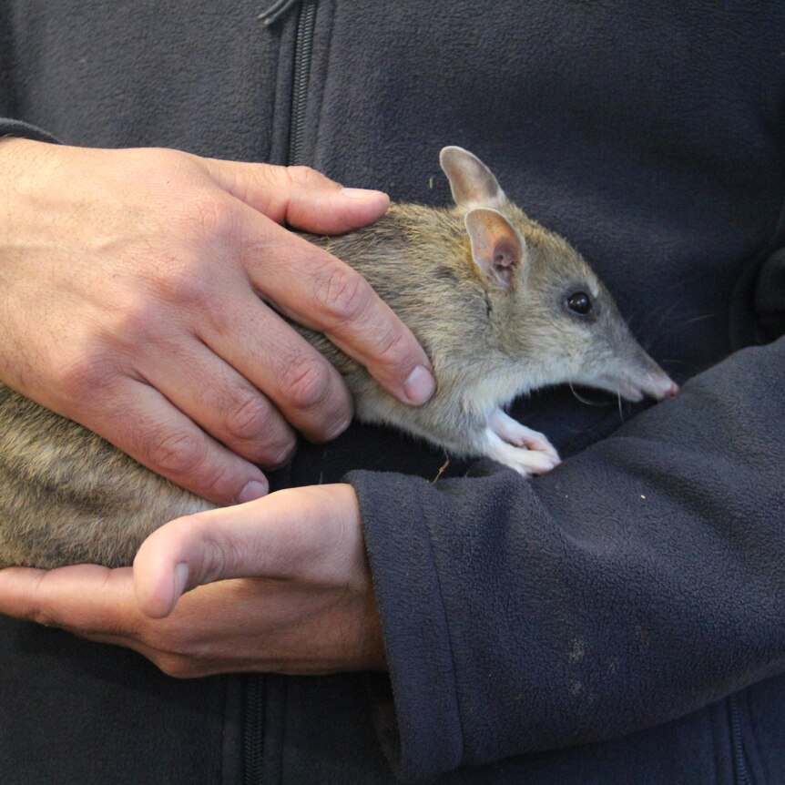A bandicoot with a striped back in someone's hands, held against their chest.