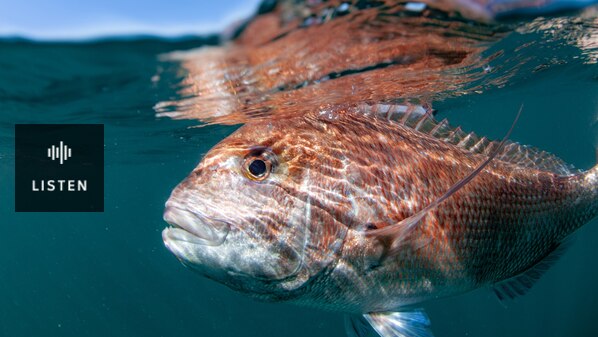 A fish underwater. Has Audio.