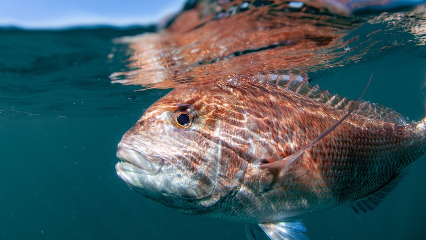 A large pink fish swims underwater.