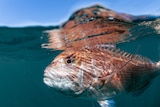 A fish underwater