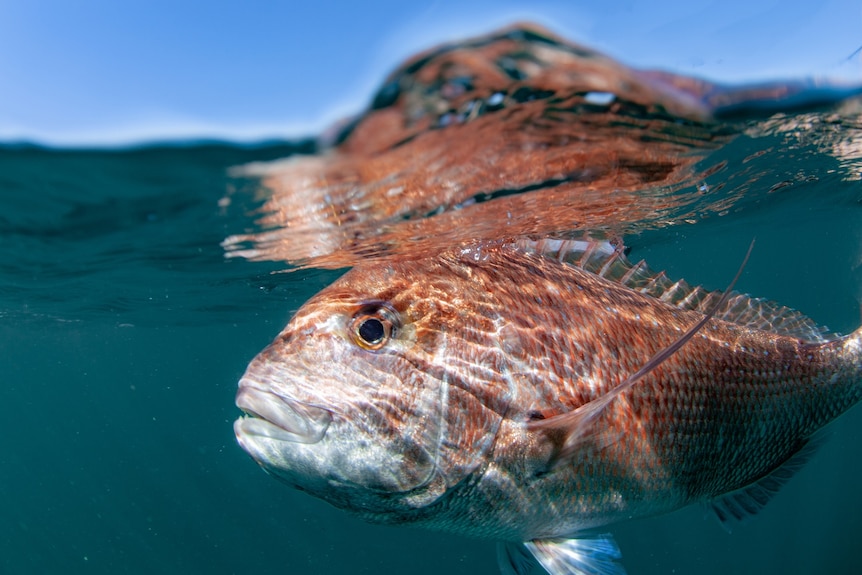 A fish underwater