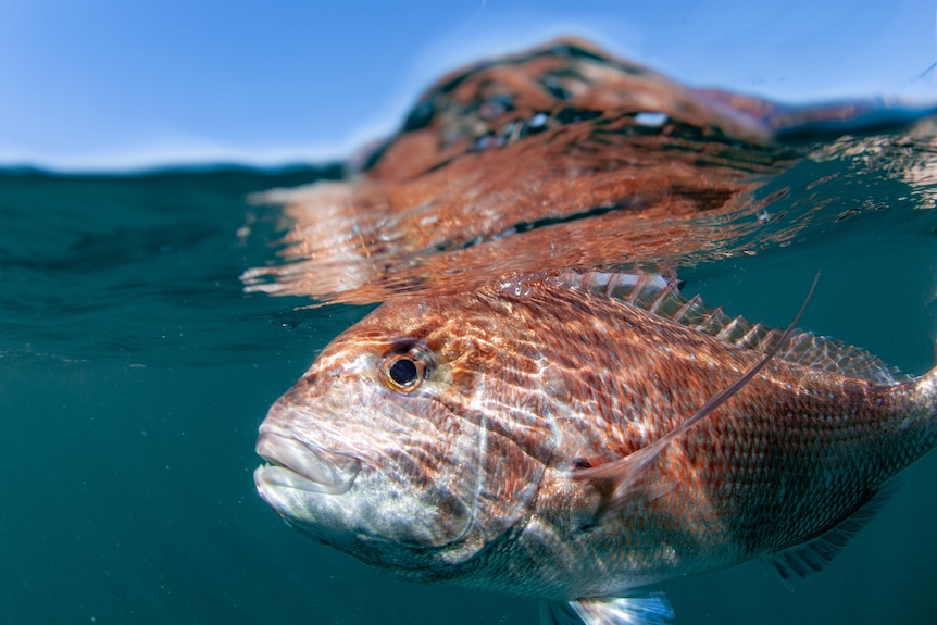 A fish underwater