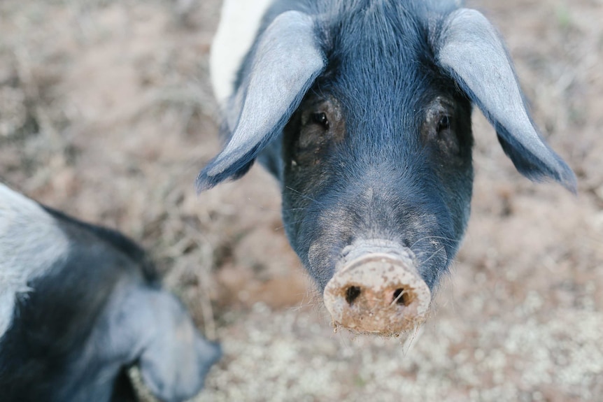 Wessex saddleback pig