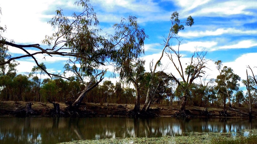 a country river from a bank lined with vegetation to the far bank lined with trees