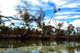 The Wakool River in south western NSW. This area says it has been adversely affected by the Murray Darling Basin Plan.