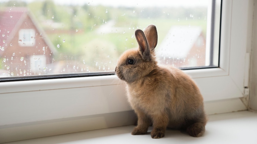 A tiny rabbit sits on a window sill looking outside