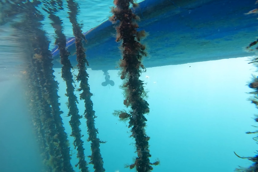 Go pro underwater vision of mussels attached to rope