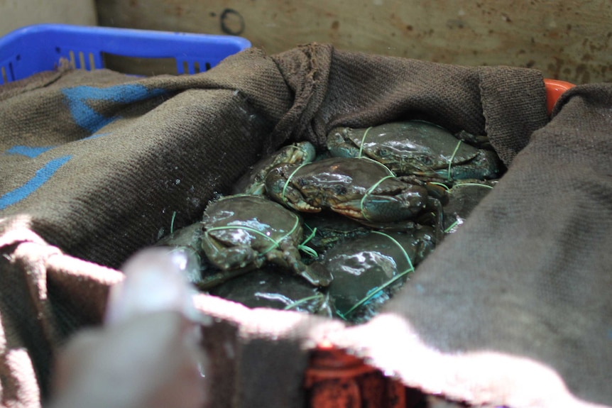 mud crabs tied up and packed in boxes.